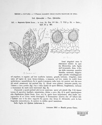 Septoria cytisi image